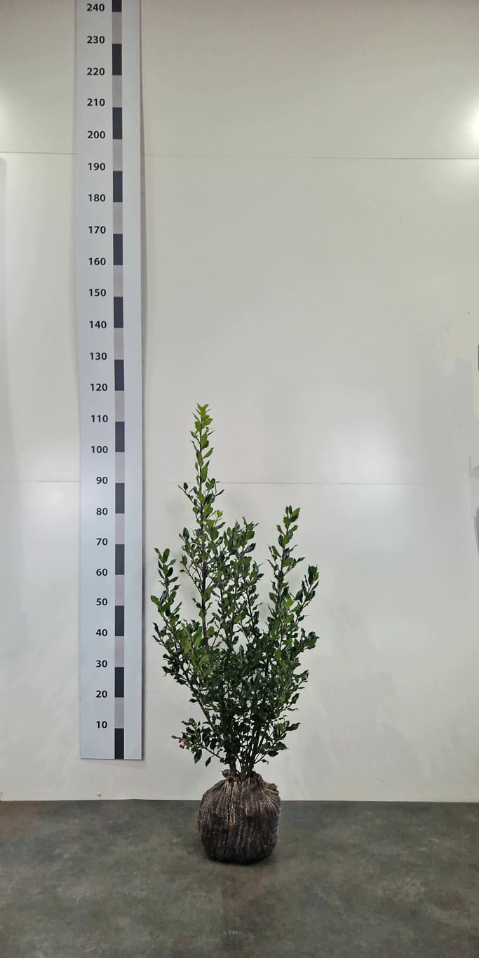 Ilex meserv. 'Magical Amore Rosso' - 80-100 CM RB